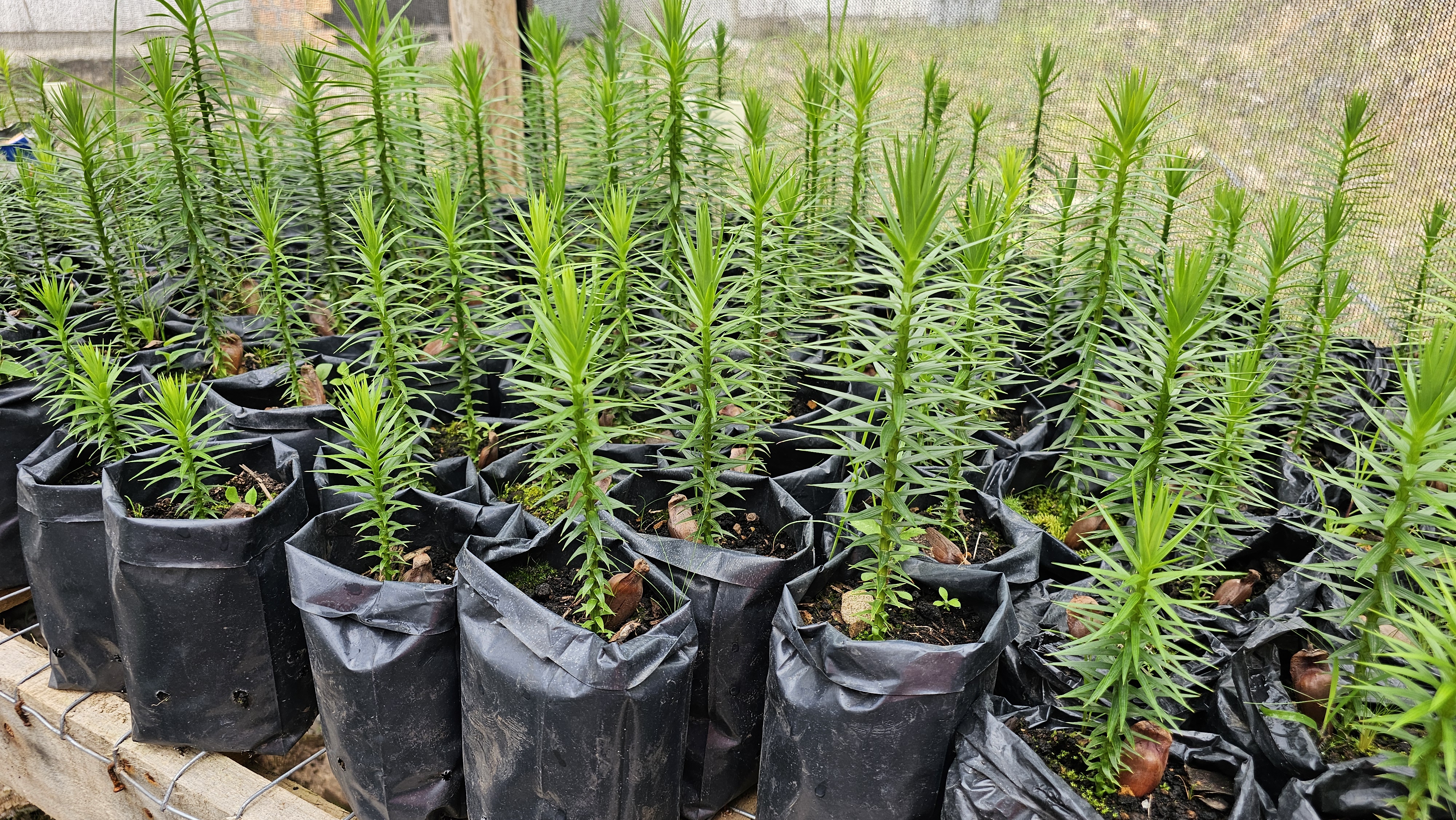 Dia de Proteção às Florestas destaca cuidados ambientais nas obras