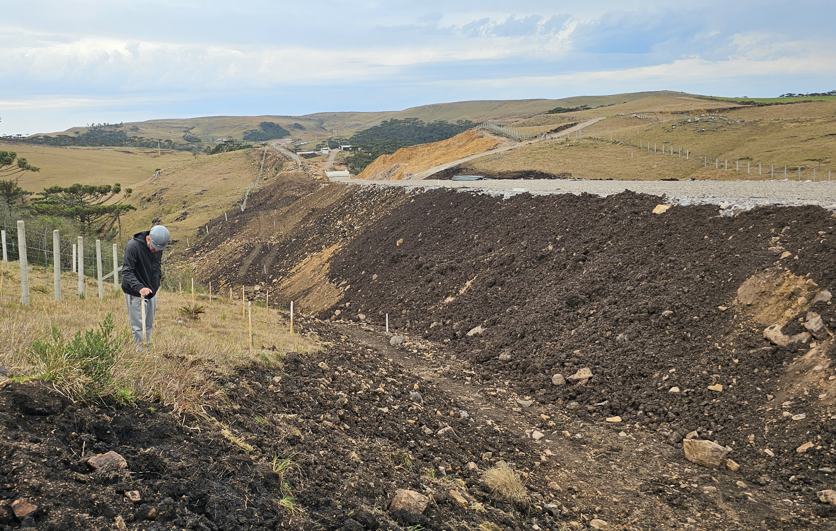Mudas de araucária formam corredor ecológico para a fauna 
