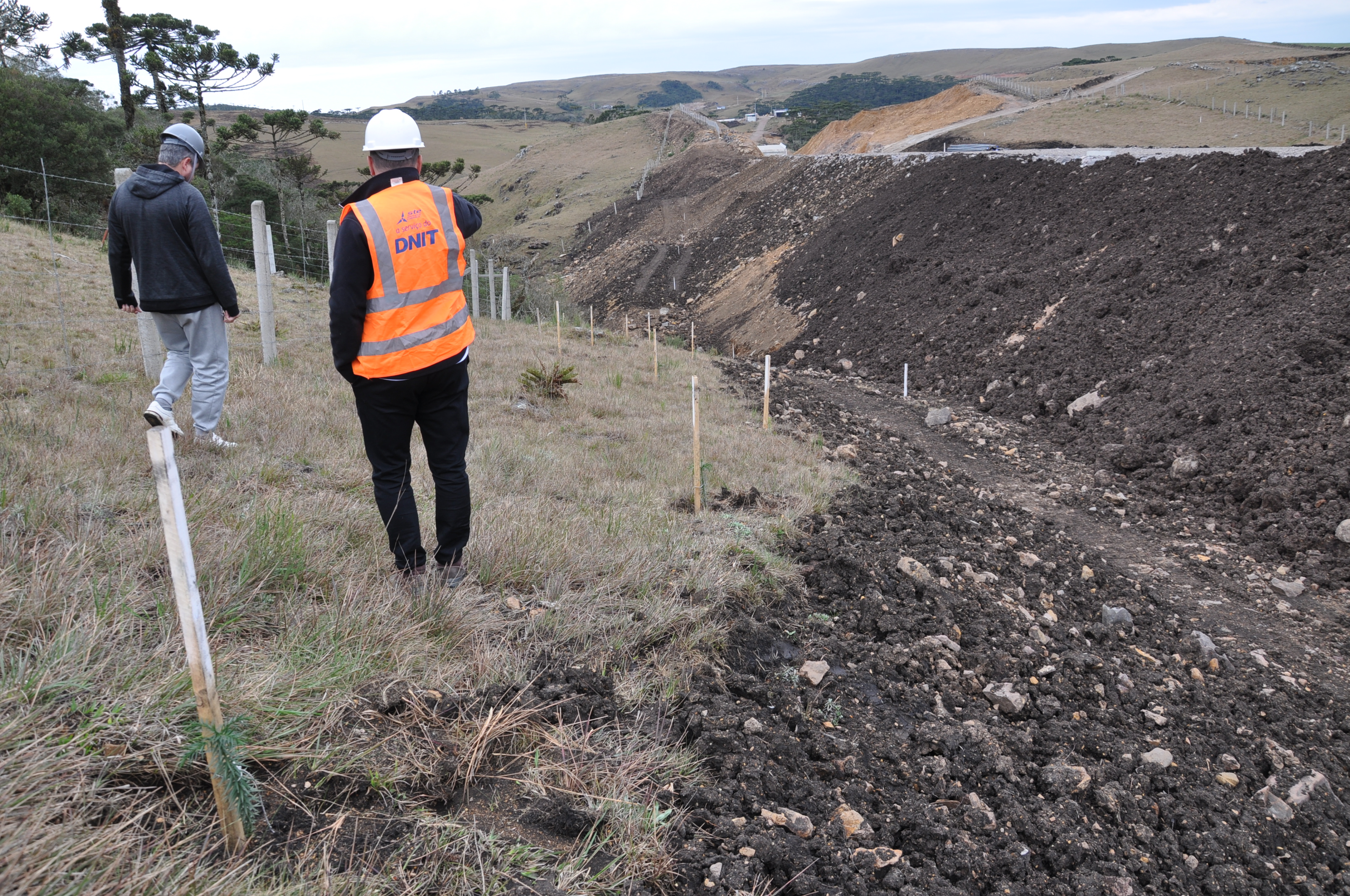 Mudas de araucária formam corredor ecológico para a fauna 