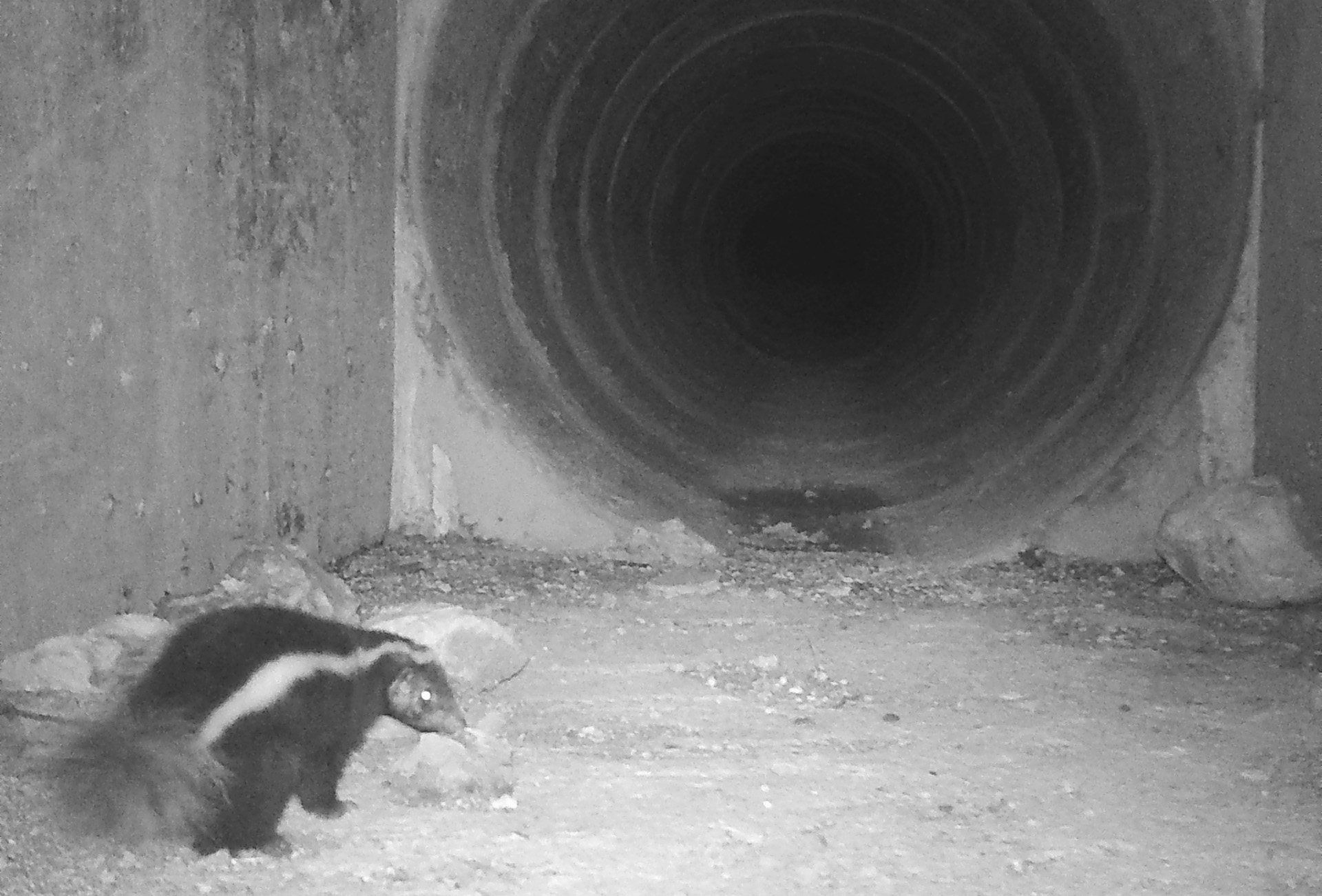 DNIT realiza monitoramento do uso de passagens de fauna pela vida silvestre