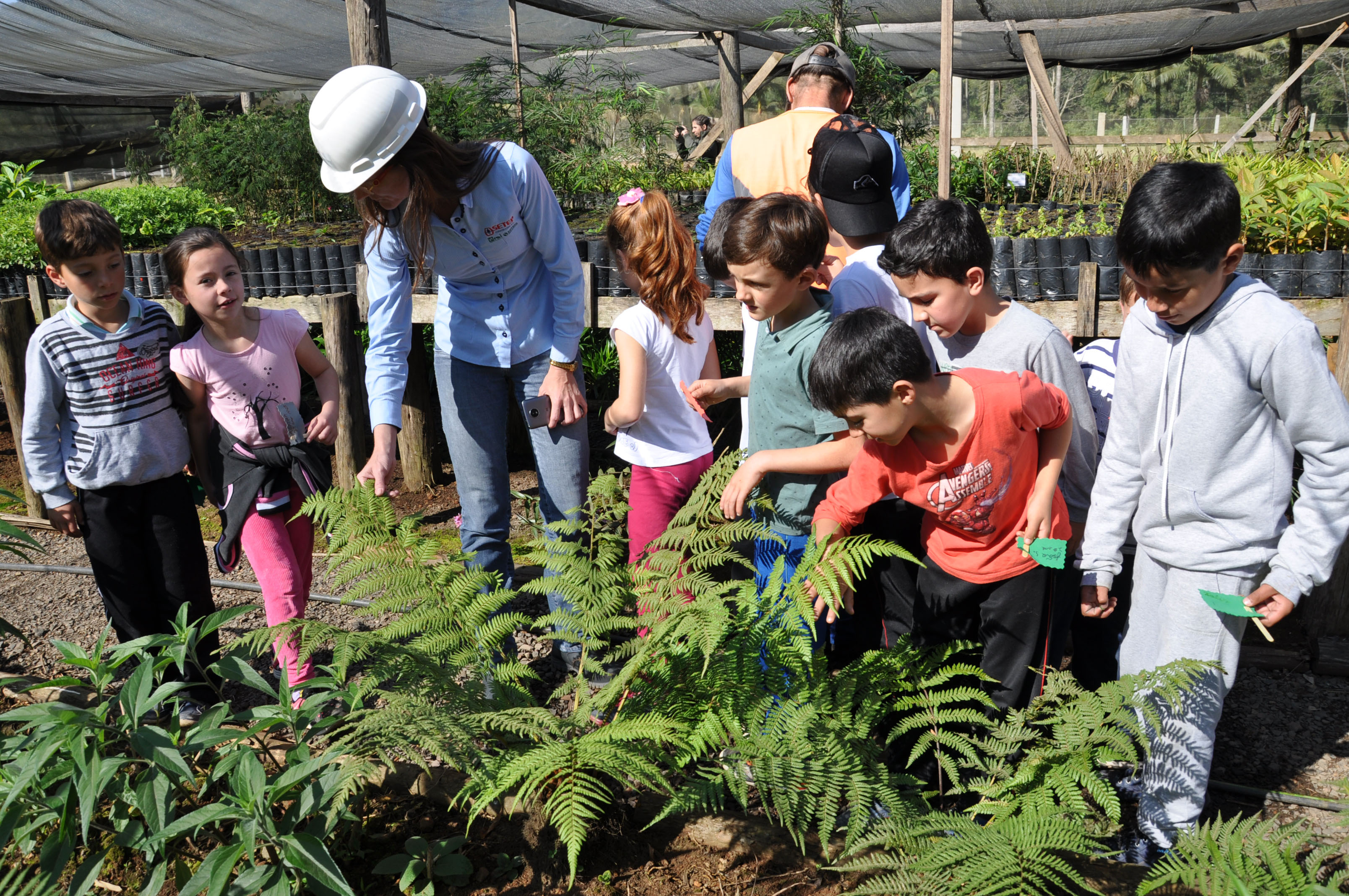 Alunos produzem mudas de araucária para plantio na BR-285/RS/SC