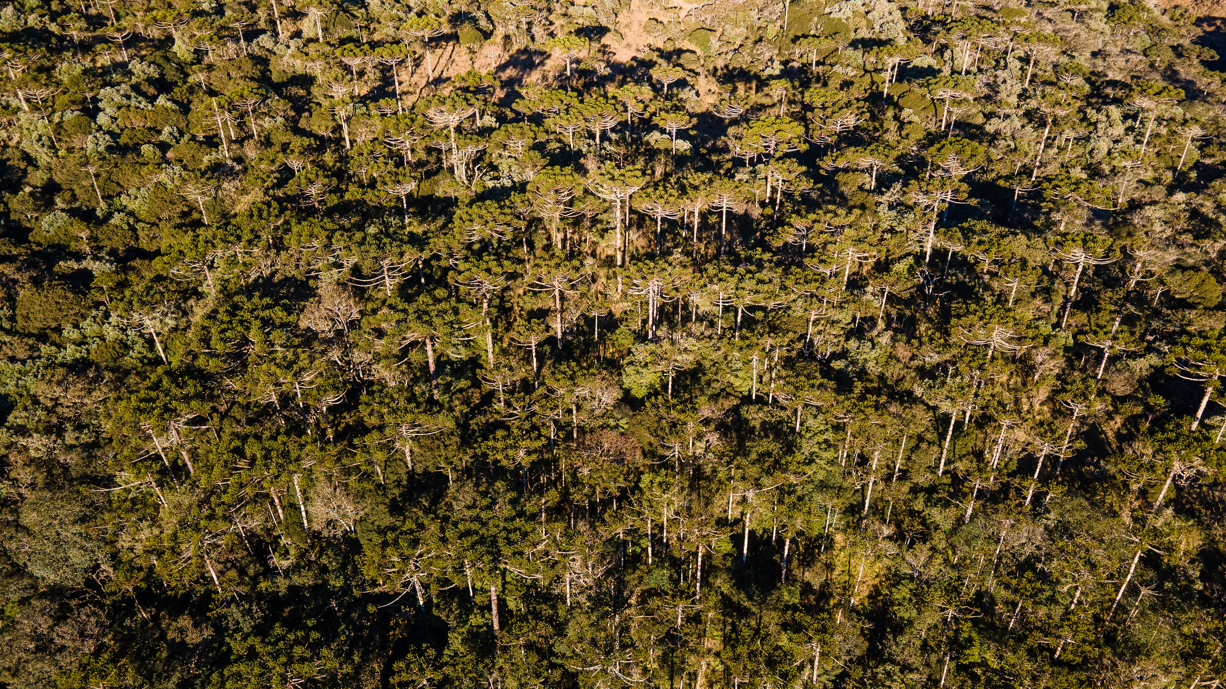 Dia de Proteção às Florestas destaca cuidados ambientais nas obras