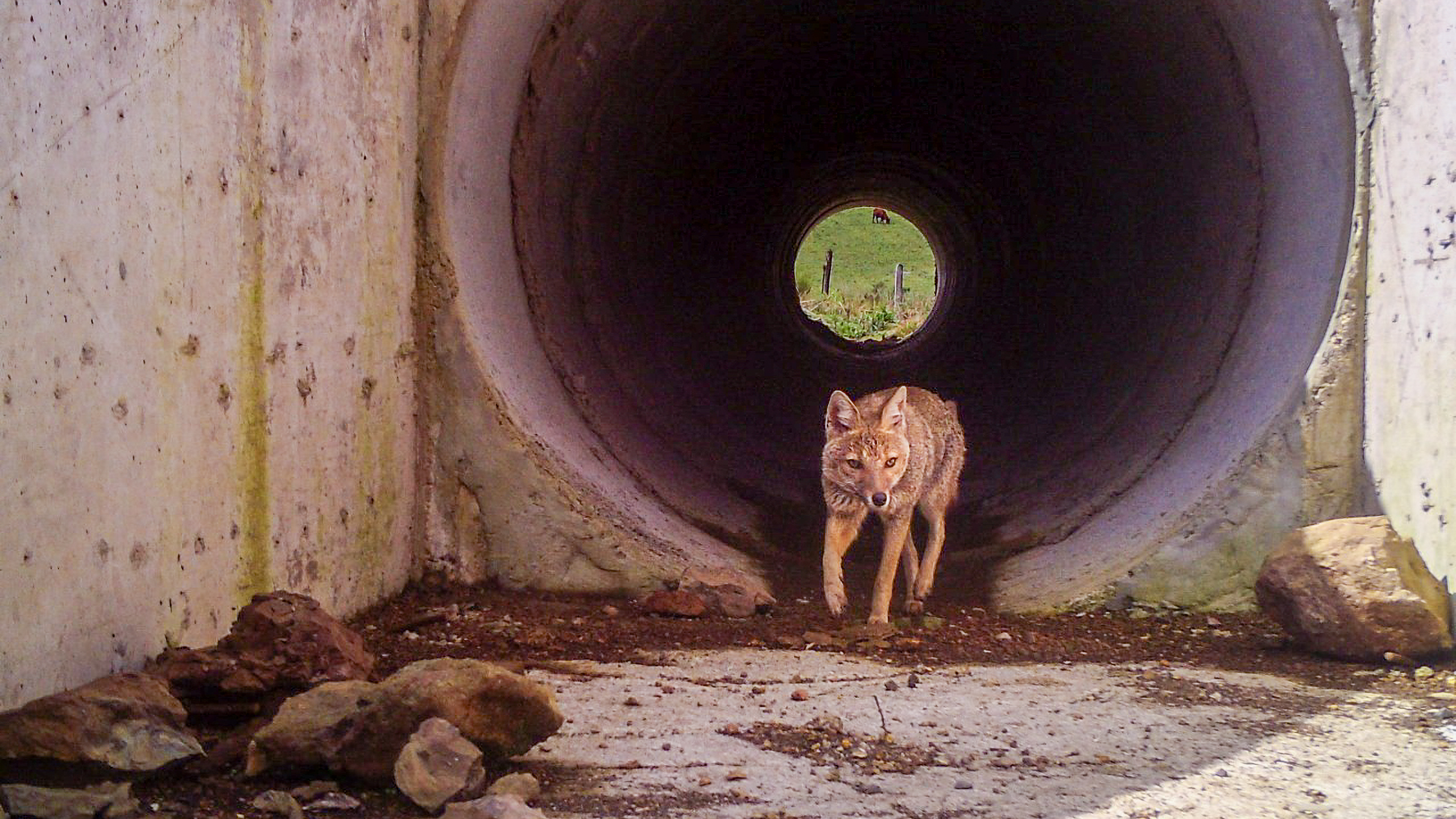 DNIT realiza monitoramento do uso de passagens de fauna pela vida silvestre