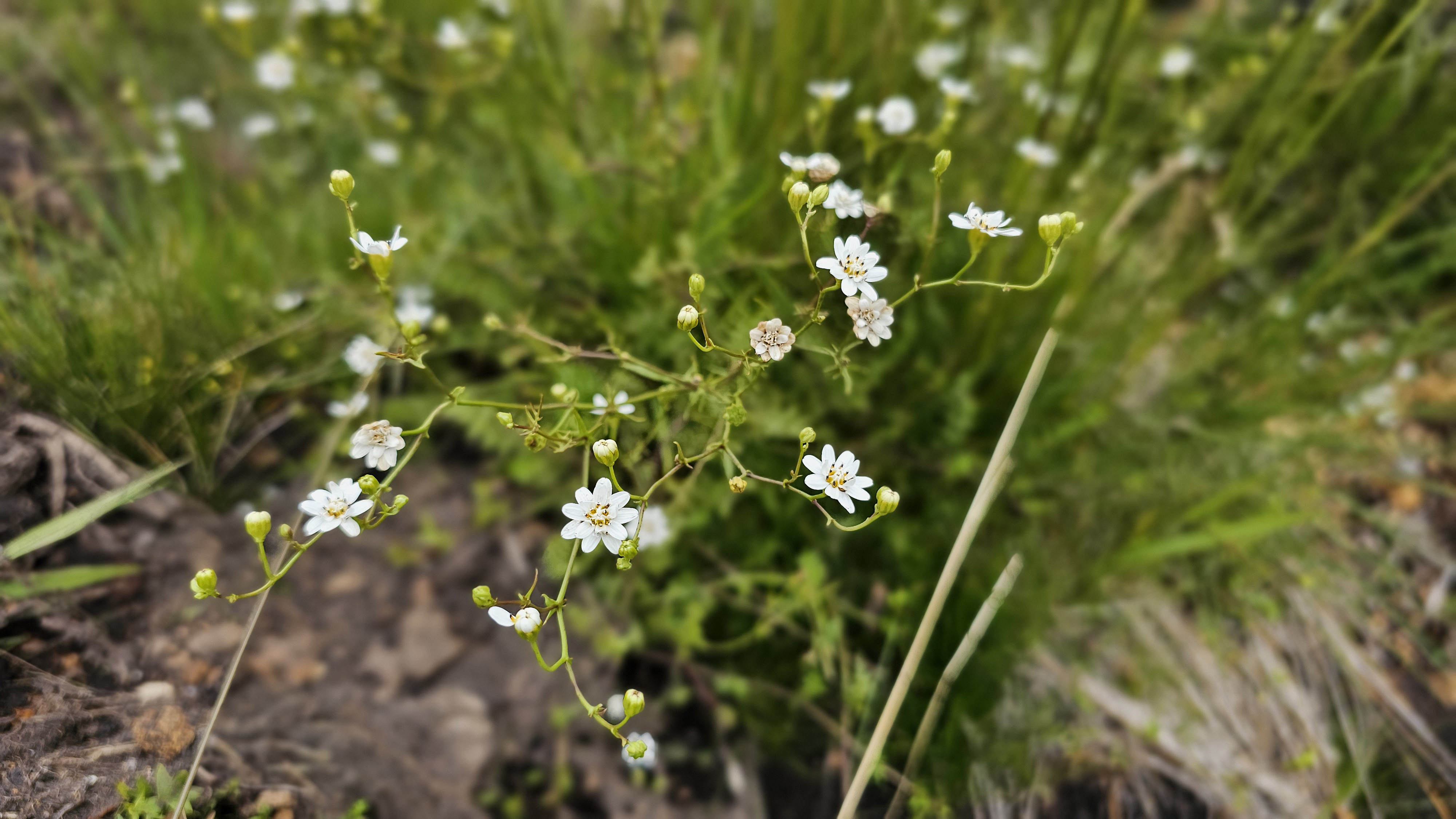DNIT transplanta espécie em risco de extinção durante obras da BR-285/RS